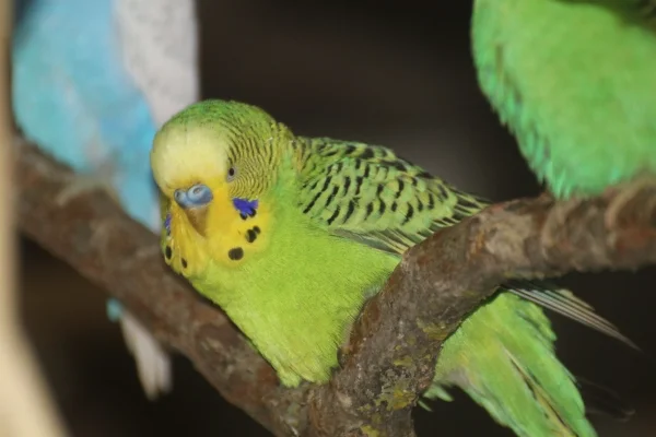 Wellensittich-Bild: Aus der Tierauffangstation ein wundervoller, kleiner Senior