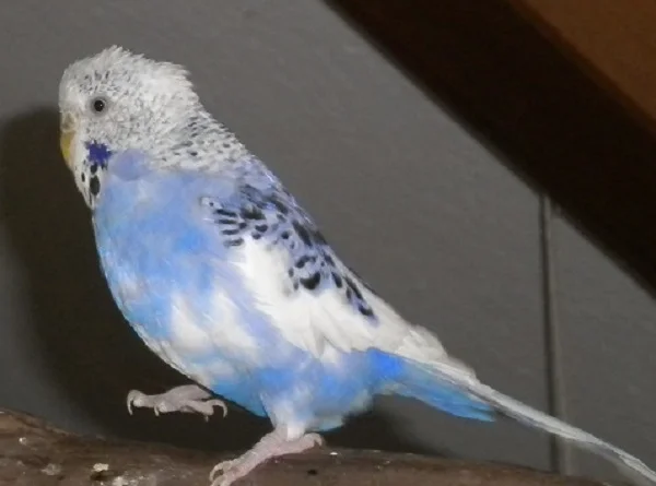 Wellensittich-Bild: Bella auf Abwegen...die flugfaule Henne eroberte auch gern
mal zu Fuß die Welt.