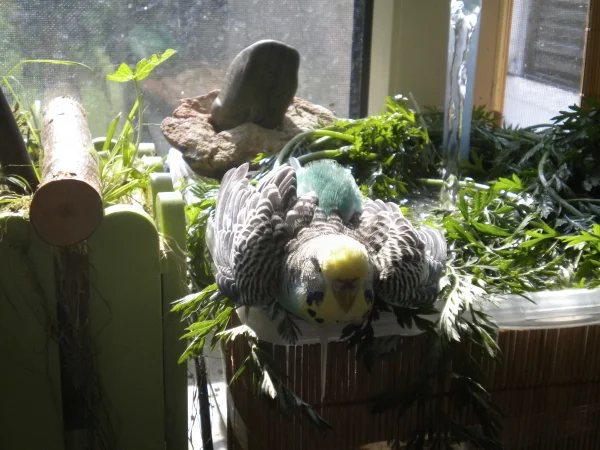 Wellensittich-Bild: Lilli die Füßgängerin beim Baden