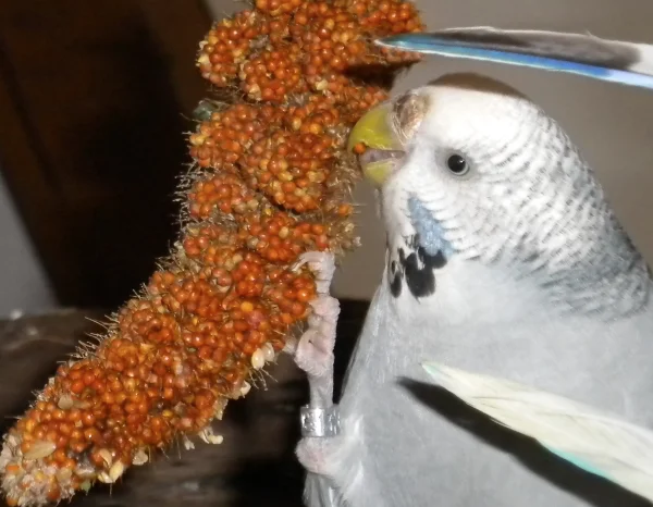 Wellensittich-Bild: ... und vielleicht noch eins ??? 
Und noch eins ???