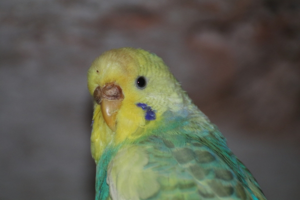 PHPSESSID
