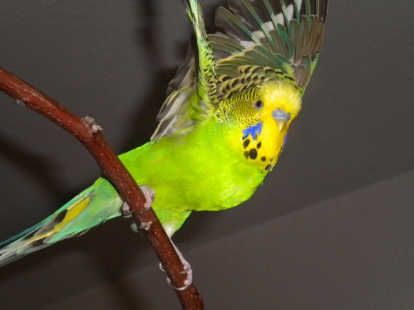 Willi