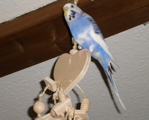 Wellensittich-Bild: ...nicht im Sturm, aber im Flug erobert.
