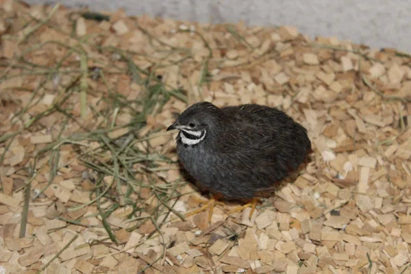 Wellensittich-Bild: Mein gefundenes Zwergwachtelhähnchen Wendelin