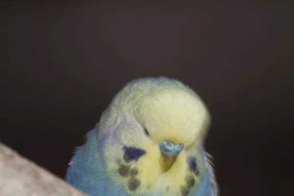 Wellensittich-Bild: Bruno, the Schattinator - oder auch der Schattenflüchter - lach.