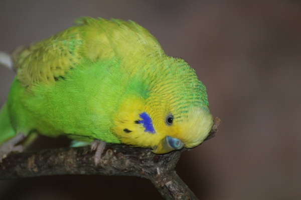 Calimero
