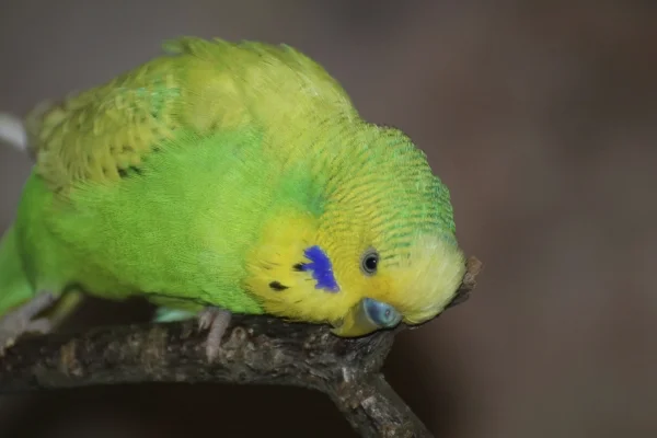 Wellensittich-Bild: ...\