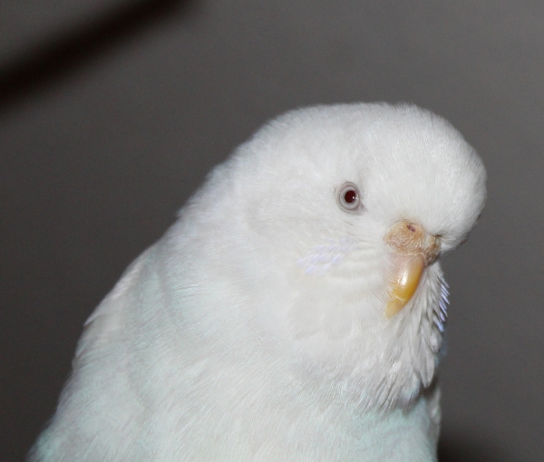 Sissi