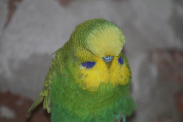 Oleg