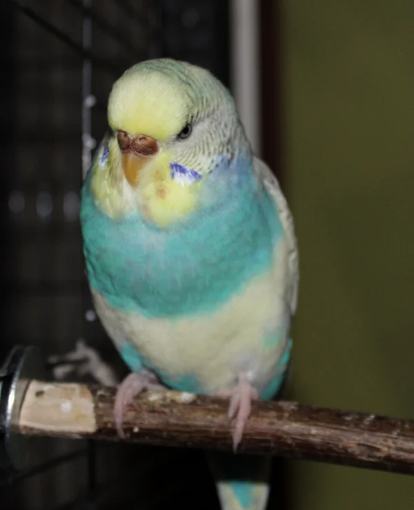 Wellensittich-Bild: Kleine Federkugel