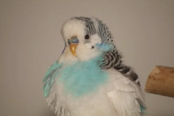 Wellensittich-Bild: Tobi plustert sich schon einmal warm