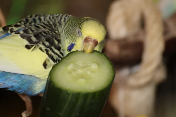 Wellensittich-Bild: Lecker Gurke. Wellidame Jule die Zicke, lässt es sich schmecken getreu dem Motto - Damit du auch morgen noch kraftvoll zubeißen kannst.