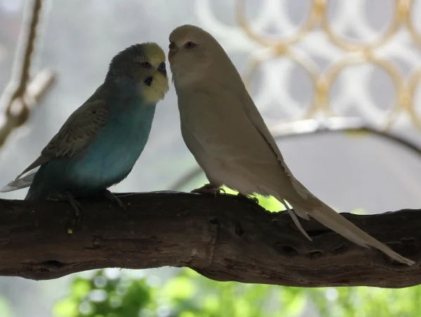 Wellensittich-Bild: Fridolin und Sissi.