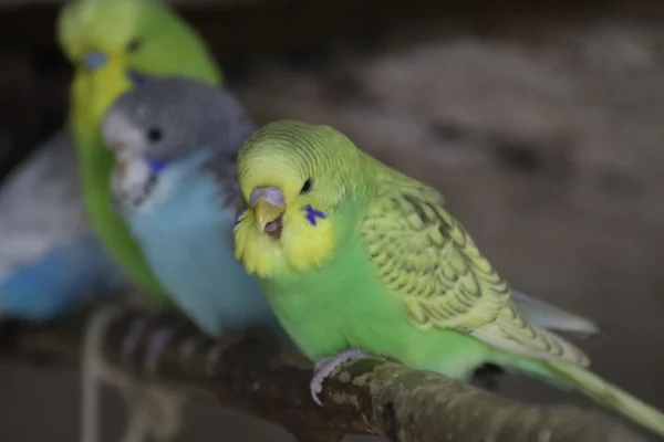 Wellensittich-Bild: So klein und schon so grooooß den Schnabel aufreisen.