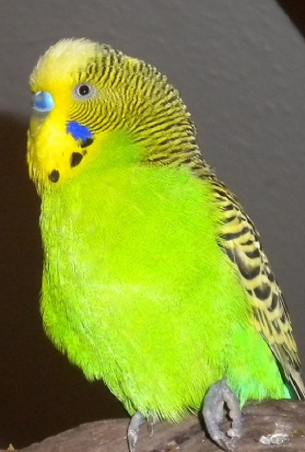 Henry