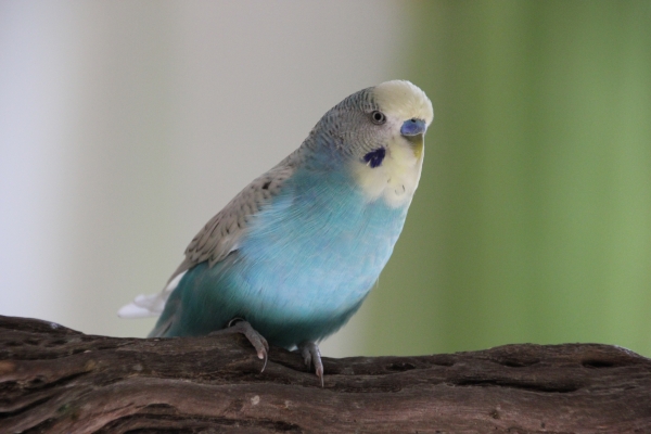 Fridolin