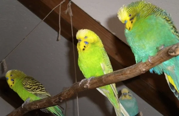 Wellensittich-Bild: Mein verstorbener Henry (links) , Anton (miitig) und der ebenfalls verstorbene Opa Walter (rechts).
Meine 3 Grünlinge vom Ast.