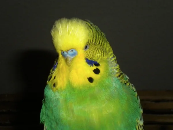 Wellensittich-Bild: Mein 14 Jahre alter Welliopa Otto