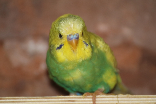Valentin