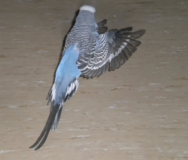 Wellensittich-Bild: ... er fliegt tatsächlich !