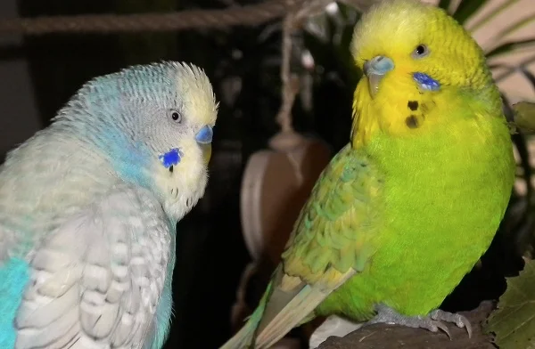 Wellensittich-Bild: Fridolin und Anton, ihrem Blick entgeht nichts.
Vor allem die Kohi nicht...