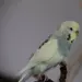 Rudi