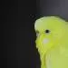Polly
