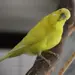 Franz