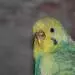 Rosalie