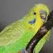Helge