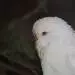 Priszilla