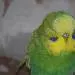 Oleg