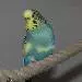 Jule
