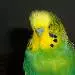Otto