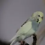 Rudi