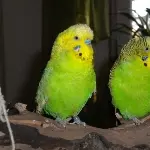 Doppel...