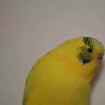 Zitrone, Limone, Kanone