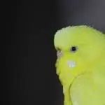 Polly - Ein gelber Sonnenschein