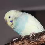 Rudiline