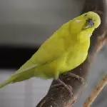 Franz