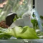 Sissi badet