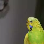 Big Berta