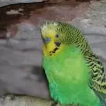 Max, der kleine Igel-Stacho-Träger
