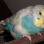Kohi her...