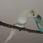 Liebe...