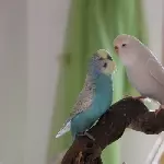 Fridolin und Sissi