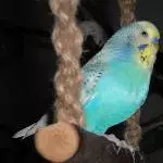 Blaue Schönheit