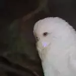 Priszilla, Name einer Diva