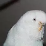 Schneekönigin