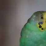 Brutigkeit ist ja echt anstrengend
